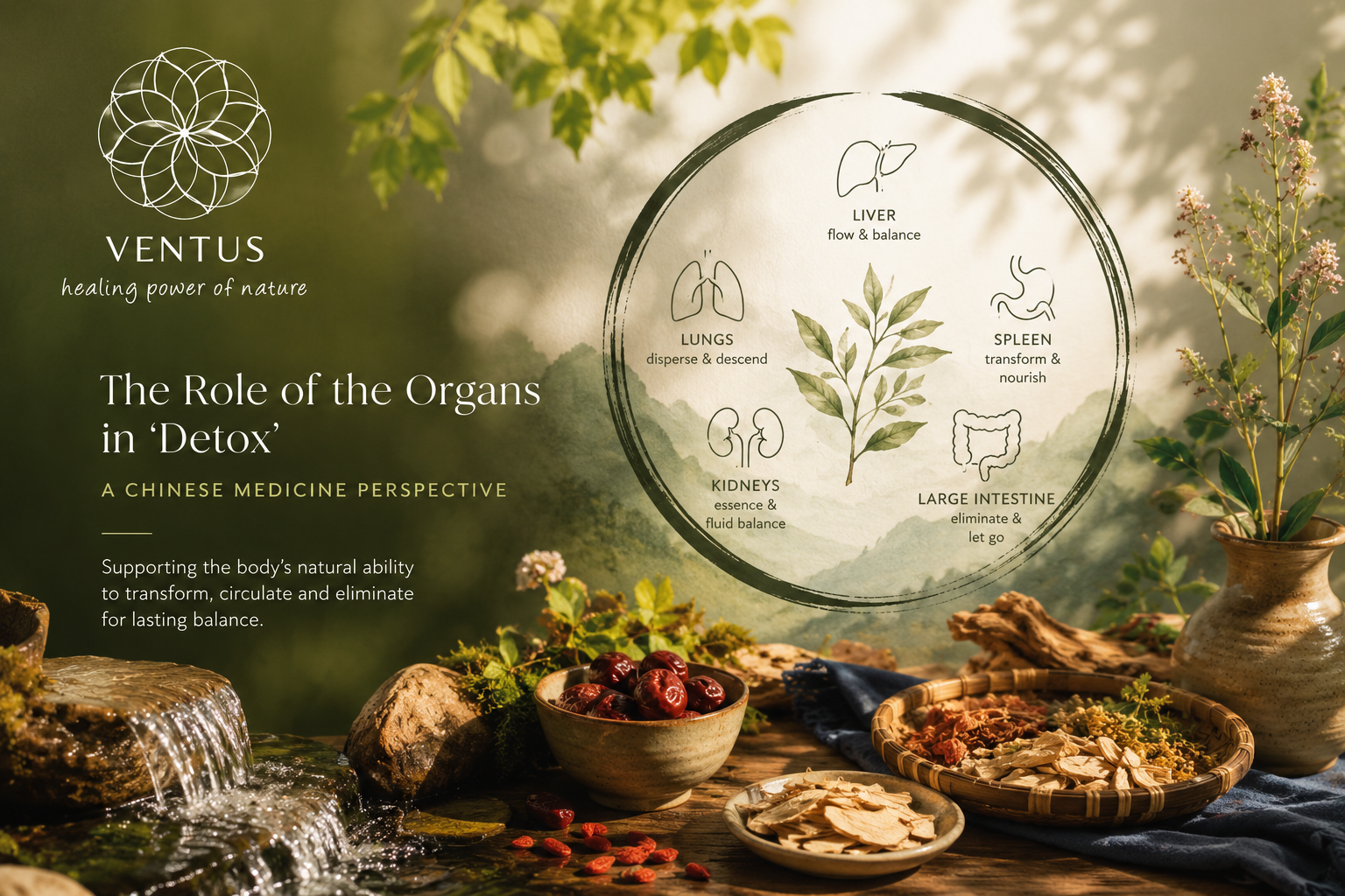 The Role of the Organs in “Detox”: A Chinese Medicine Perspective
