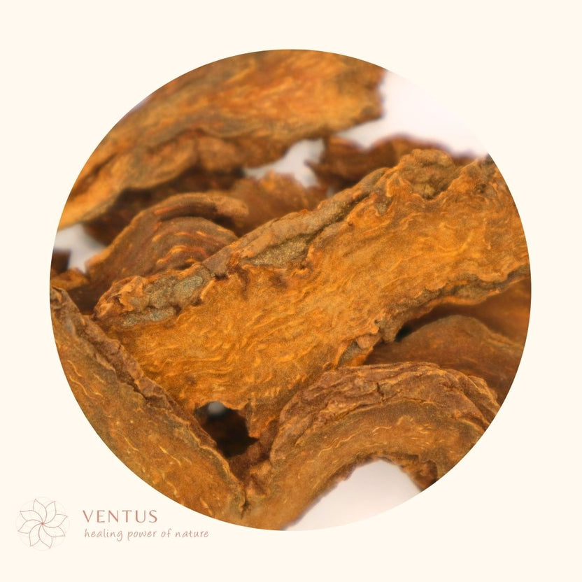 SUO YANG - 锁阳 - VentusClinicals Chinese Herbs