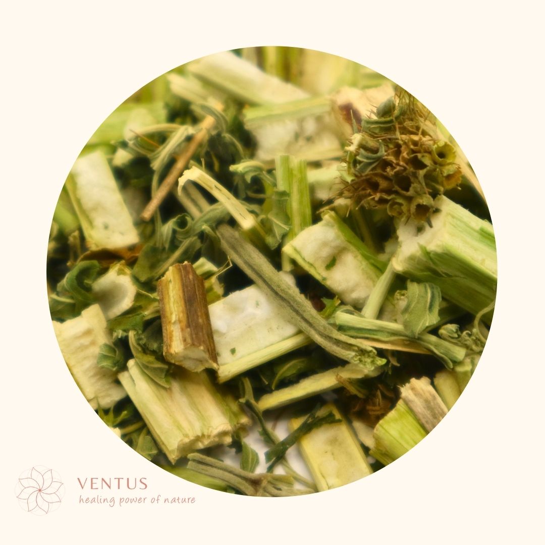 YI MU CAO - 益母草