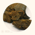 DA HUANG (COCIDA) - 大黄(熟)